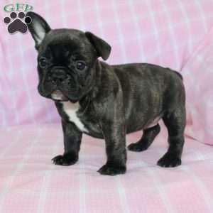 Sheila, French Bulldog Puppy