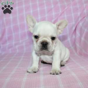 Shiloh, French Bulldog Puppy