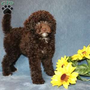 Brownie, Toy Poodle Puppy