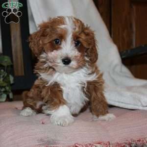 Timothy, Mini Goldendoodle Puppy