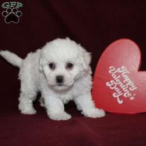 Cassie, Bichon Frise Puppy