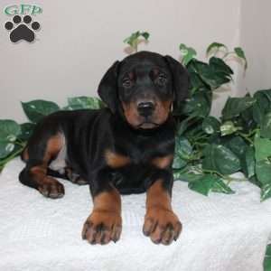 Landon, Doberman Pinscher Puppy