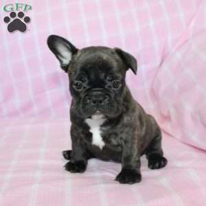 Sheila, French Bulldog Puppy