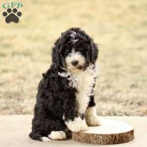 Bella, Mini Bernedoodle Puppy