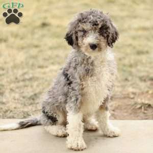 Alex, Mini Sheepadoodle Puppy