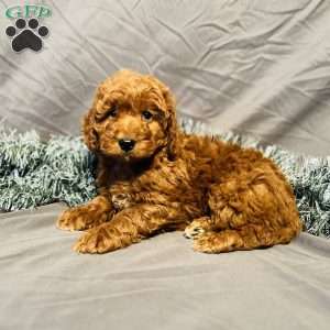 Marshall, Mini Goldendoodle Puppy