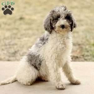 Audrey, Mini Sheepadoodle Puppy