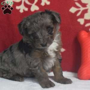 Sasha, Aussiedoodle Puppy