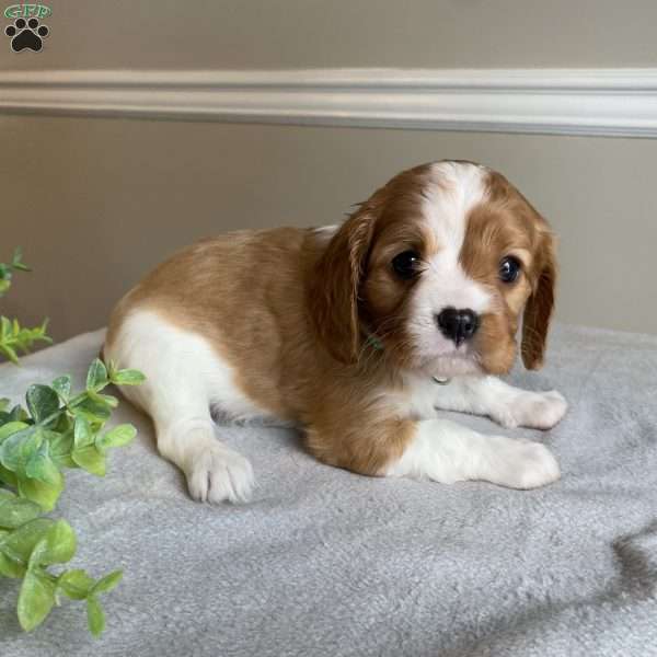 Callie, Cavalier King Charles Spaniel Puppy