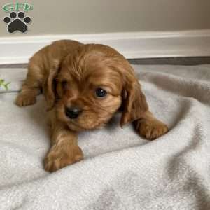 Dexter, Cavalier King Charles Spaniel Puppy