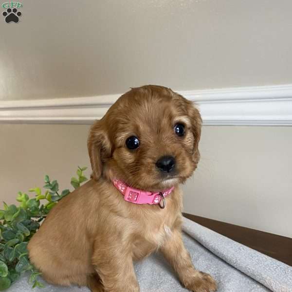 Zoey, Cavalier King Charles Spaniel Puppy