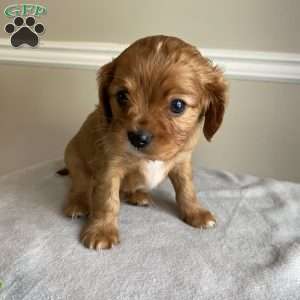 Prince, Cavalier King Charles Spaniel Puppy