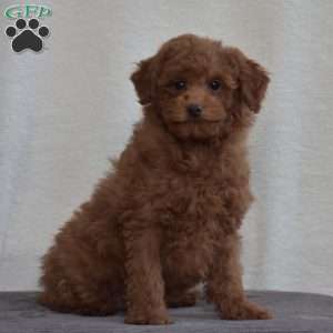 Kenzie, Miniature Poodle Puppy