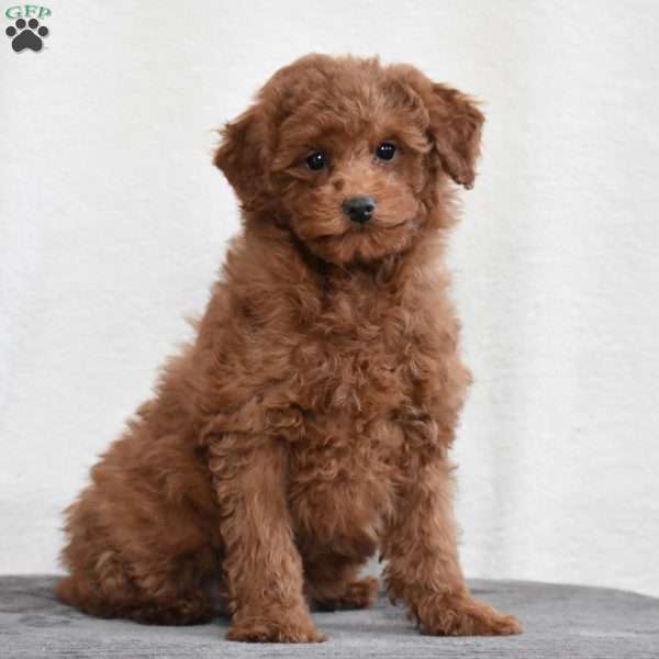 Kenzie, Miniature Poodle Puppy