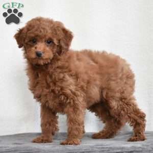 Kenzie, Miniature Poodle Puppy