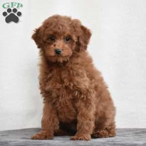 Kenzie, Miniature Poodle Puppy