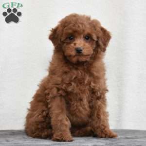 Kenzie, Miniature Poodle Puppy