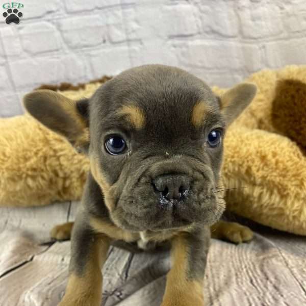 Tommy, French Bulldog Puppy