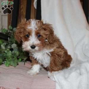 Timothy, Mini Goldendoodle Puppy