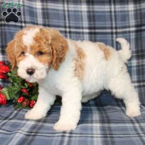 Sprinkles, Mini Goldendoodle Puppy