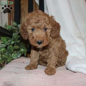 Laura, Mini Goldendoodle Puppy