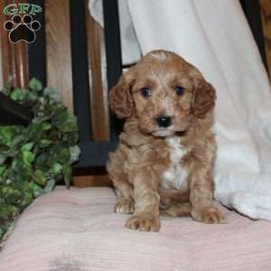 Lilly, Mini Goldendoodle Puppy