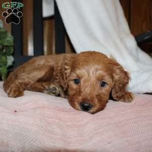 Lindsey, Mini Goldendoodle Puppy