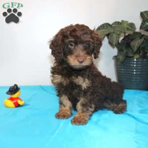Miniature Poodle Mix Puppies For Sale | Greenfield Puppies