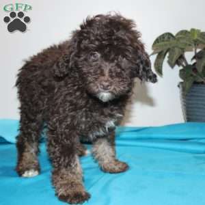 Kendra, Mini Labradoodle Puppy