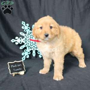 Madison, Miniature Golden Retriever Puppy