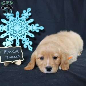 Marcia, Miniature Golden Retriever Puppy