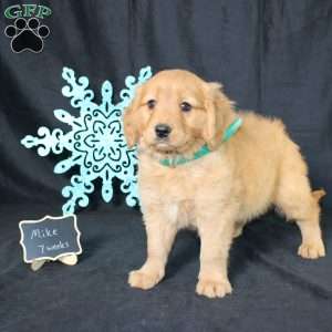 Mike, Miniature Golden Retriever Puppy