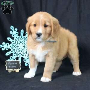 Monroe, Miniature Golden Retriever Puppy