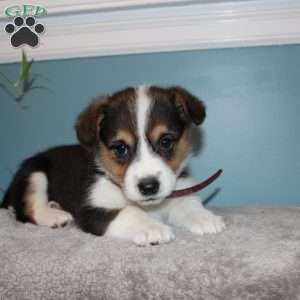 Brooklyn, Pembroke Welsh Corgi Puppy