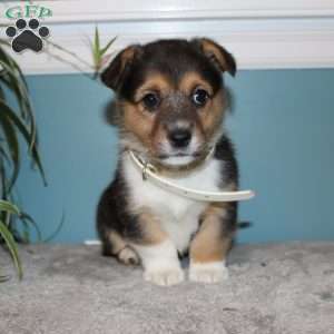 Brinley, Pembroke Welsh Corgi Puppy