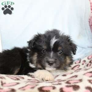 Larry, Miniature Australian Shepherd Puppy