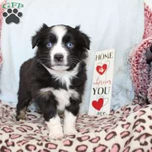 Tracy, Miniature Australian Shepherd Puppy