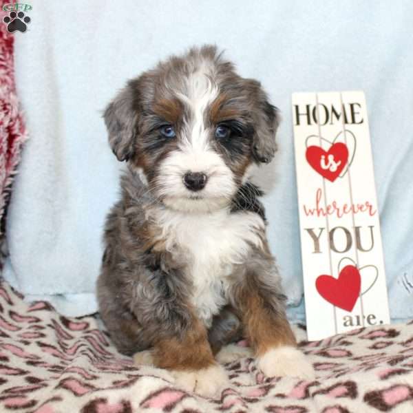 Buddy, Mini Bernedoodle Puppy