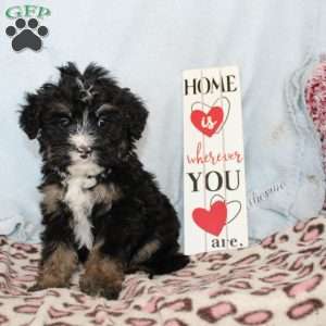 Joy, Mini Bernedoodle Puppy