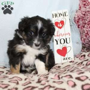 Twila, Miniature Australian Shepherd Puppy