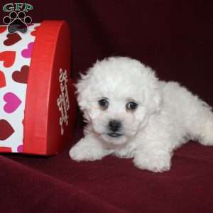 Cookies, Bichon Frise Puppy