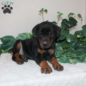 Logan, Doberman Pinscher Puppy