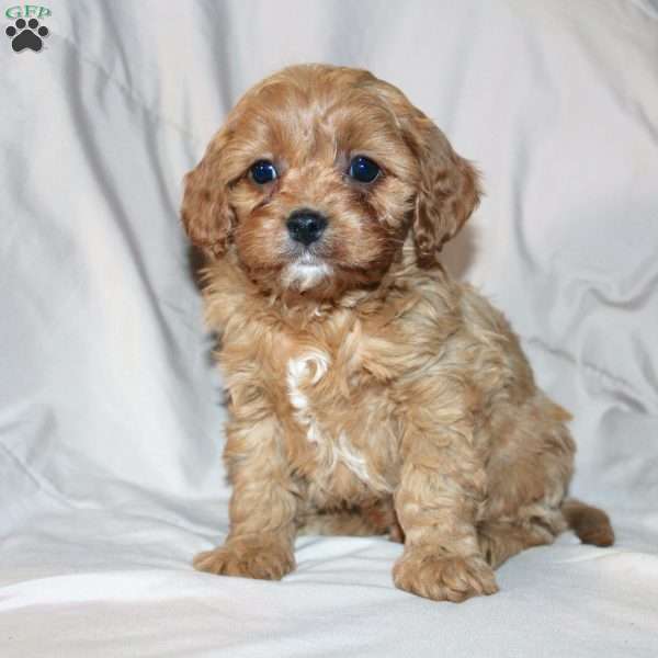 Freddie, Cavapoo Puppy