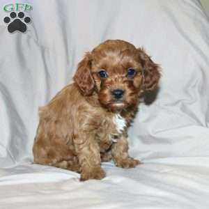 Frank, Cavapoo Puppy