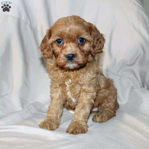 Frieda, Cavapoo Puppy