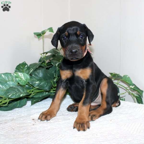 Lindsey, Doberman Pinscher Puppy