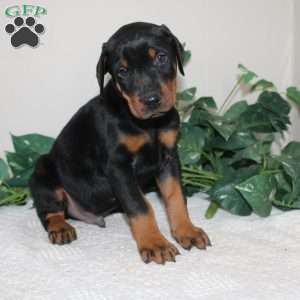 Larry, Doberman Pinscher Puppy