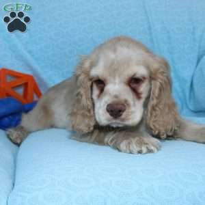 Dancer, Cocker Spaniel Puppy