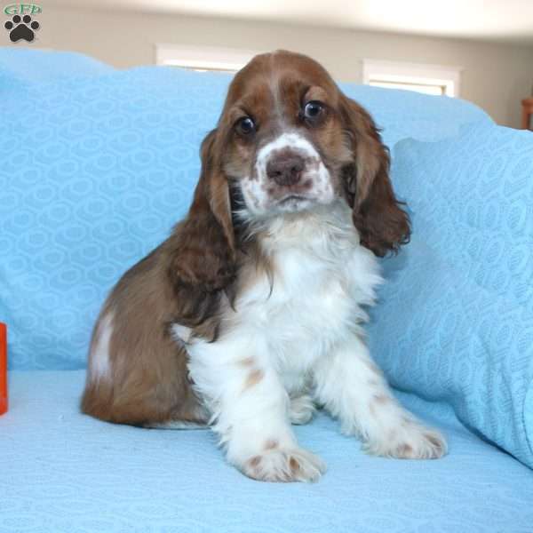 Jolly, Cocker Spaniel Puppy