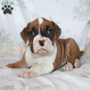 Beauty, Boxer Puppy